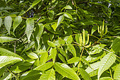 Broad Nut (Platycarya strobilacea) foliage in spring