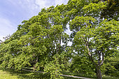 Cappadocian maple (Acer cappadocicum) in spring