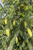 Norway spruce Picea abies 'Acrocona', cones in spring