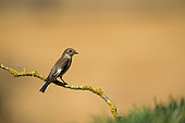 European Pied Flycatcher (Ficedula hypoleuca) on a branch, France