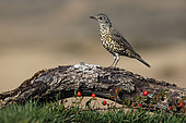 Mistle thrush (Turdus viscivorus) on a stump, Sologne, France