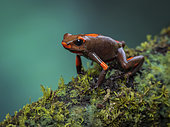 bullseye Poison-frog (Oophaga histrionica), orange morph, Colombia