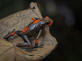bullseye Poison-frog (Oophaga histrionica), red morph, Colombia