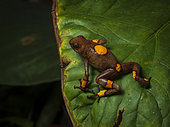 bullseye Poison-frog (Oophaga histrionica), orange morph, Colombia
