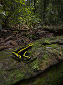 Ameeregar trivittata, in rainforest habitat, Peru
