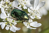 Rose chafer (Cetonia aurata) on White laceflower (Orlaya grandiflora), Gard, France