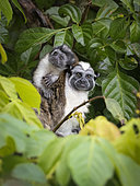 Tamarin de Geoffroy (Saguinus geoffroyi) mâle portant son jeune sur le dos, Parc natioanl Soberiania, Panama