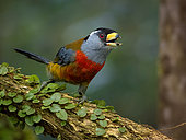 Toucan Barbet (Semnornis ramphastinus), Ecuador