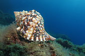 Triton´s Horn, Trumpet Shell, Atlantic triton (Charonia lampas - Charonia variegata). Marine invertebrates of the Canary Islands, Tenerife.