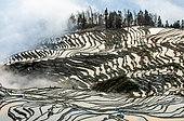 Honghe Hani Rice Terraces, Rice terraces of Yunnan province amid the scenic morning fog. Yuanyang County. China.