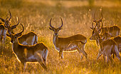 Group of antelope at sunset. Botswana. Okavango Delta.
