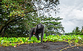 Celebes crested (Macaca nigra) macaque is standing on the sand against the backdrop of the jungle. Indonesia. Sulawesi. [dump] =>