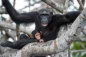 Chimpanzé commun (Pan troglodytes) femelle et jeune dans une mangrove, Réserve Conkouati-Douli, Congo