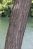 Trunk of Black locust (Robinia pseudoacacia) growing on a river bank, Gard, France