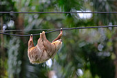 Hoffmann's two-toed sloth (Choloepus hoffmanni) hanging a wire, Costa Rica