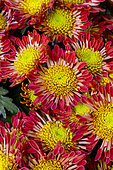 Chrysanthème 'Encino', Chrysanthemum Encino, fleurs