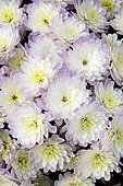 Chrysanthemum Jacqueline Pearl
