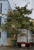 Terminalia catappa