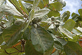 Terminalia catappa