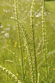 Réséda des teinturiers (Reseda luteola)
