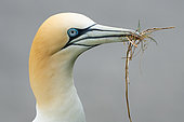 Gannet (Morus bassanus) collecting nesting material, England