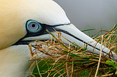 Gannet (Morus bassanus) collecting nesting material, England