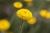 Dyers' Chamomile (Cota tinctoria var. discoidea), Gard, France.