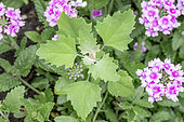 Lamb's quarters (Chenopodium album) growing with a Florist's verbena (Verbena x hybrida)