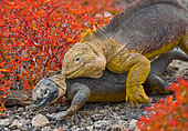 Galapagos land iguanas (Conolophus subcristatus) mating. Galapagos Islands. Pacific Ocean. Ecuador..