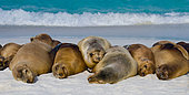 Group of Galapagos sea lions (Zalophus wollebaeki) are lying on the sand. Galapagos Islands. Pacific Ocean. Ecuador.