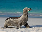 Galapagos sea lion (Zalophus wollebaeki) on the sand against the blue ocean. Galapagos Islands. Pacific Ocean. Ecuador.