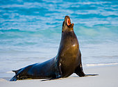 Galapagos sea lion (Zalophus wollebaeki) is sitting on the sand against the blue ocean. Galapagos Islands. Pacific Ocean. Ecuador.