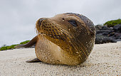 Portrait of Galapagos sea lion (Zalophus wollebaeki). Galapagos Islands. Pacific Ocean. Ecuador.