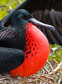 Portrait of Magnificent frigatebird (Fregata magnificens). Galapagos Islands. Birds. Ecuador.