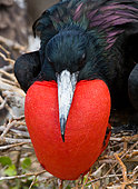 Portrait of Magnificent frigatebird (Fregata magnificens). Galapagos Islands. Birds. Ecuador.