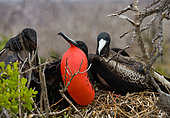 Magnificent frigatebird (Fregata magnificens) is sitting on a nest. Galapagos Islands. Birds. Ecuador.