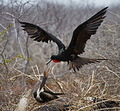 Magnificent frigatebird (Fregata magnificens) is flying up to the nest with a chick with a twig in its beak. Galapagos Islands. Birds. Ecuador.
