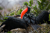 Magnificent frigatebird (Fregata magnificens) is sitting on bush branches. Galapagos Islands. Birds. Ecuador.