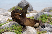 Galapagos sea lions (Zalophus wollebaeki) baby on the rocks. Gaapagos Islands. Pacific Oceanl.
