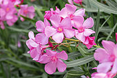 Oleander (Nerium oleander), Vaucluse, France