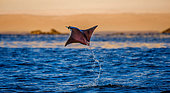 Mobula ray is jumps out of the water. Mexico. Sea of Cortez. Cal.