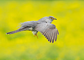Cuckoo (Cuculus canorus) displaying in flight, england