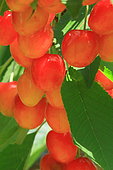 Cherry (Prunus cerasus) on tree