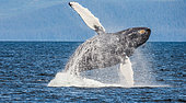 Jumping of Humpback whale (Megaptera novaeangliae). Chatham Strait area. Alaska. USA.