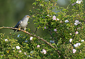 Cuckoo (Cuculus canorus) perched amongst wild roses, England