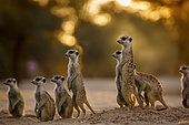 Small group of Meerkats (Suricata suricatta) in alert at dawn in Kgalagadi transfrontier park, South Africa