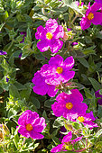 White-leaved Rock rose (Cistus albidus), flowers