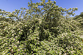 Cotoneaster (Cotoneaster hylmoei) in bloom