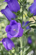 Canterbury bells (Campanula medium)