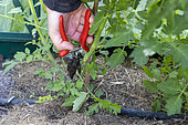 Removal of stems at the bottom of tomato plants to prevent disease, summer, Pas de Calais, France